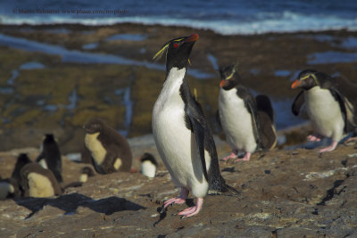 Southern Rockhopper Penguin - Eudyptes chrysocome