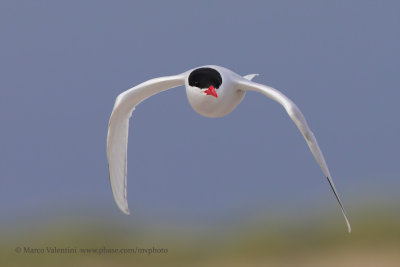 South American Tern - Sterna hirundinacea