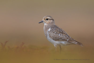 Rufous-chested Dotterel - Charadrius modestus