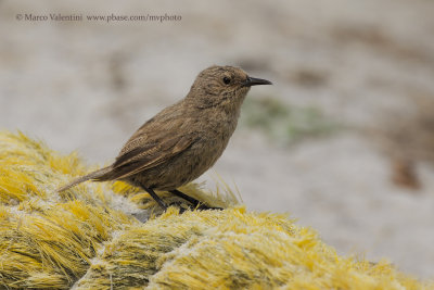 Cobb's Wren - Troglodytes cobbi