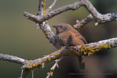 Cobb's Wren - Troglodytes cobbi