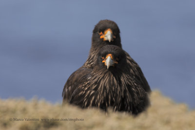 Striated caracara - Phalcoboenus australis