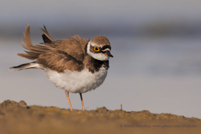 Ringed plover - Charadrius dubius