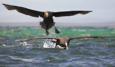 Southern Giant Petrel - Macronectes giganteus