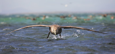 Southern Giant Petrel - Macronectes giganteus