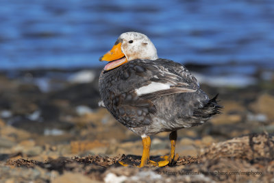 Falkland fligthless Steamer duck - Tachyeres brachypterus