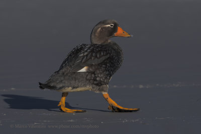 Falkland fligthless Steamer duck - Tachyeres brachypterus