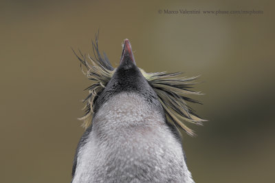 Moseley's Penguin - Eudyptes moseleyi