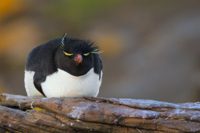 Southern Rockhopper Penguin - Eudyptes chrysocome