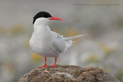 South American Tern - Sterna hirundinacea