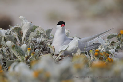 South American Tern - Sterna hirundinacea