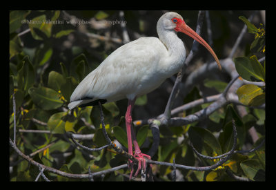 White ibis - Eudocimus albus