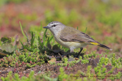 Yellow-rumped Thornbill - Acanthiza chrysorrhoa