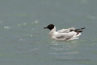 Andean Gull - Larus serranus