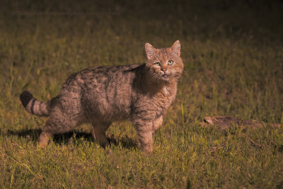 Wild cat - Felis silvestris