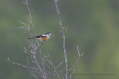 Masked Shrike - Lanius nubicus