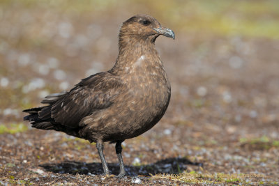 South polar Skua - Catharacta antarctica