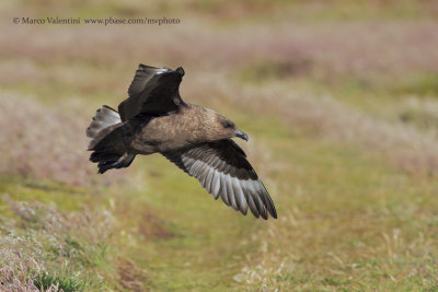 South polar Skua - Catharacta antarctica