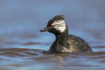 White-tufted Grebe - Rollandia rolland