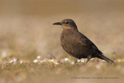 Tussacbird - Cinclodes antarcticus