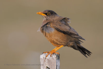 Austral Thrush - Turdus falklandii