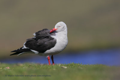 Dolphin Gull - Leucophaeus scoresbii