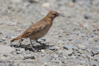 Rufous-banded Miner - Geositta rufipennis