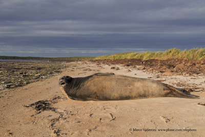 Southern Elephant seal - Mirounga leonina