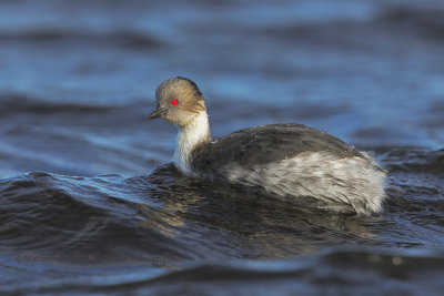 Silvery Grebe - Podiceps occipitalis