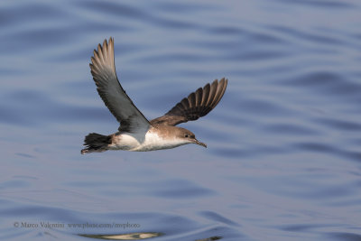 Mediterranean shearwater - Puffinus yelkouan