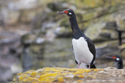 Rock Cormorant - Phalacrocorax magellanicus