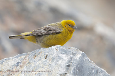 Greater Yellow-finch - Sicalis auriventris