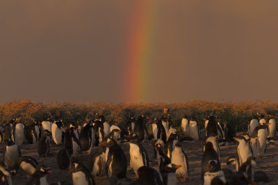 Gentoo Penguin - Pygoscelis papua