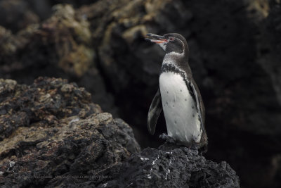 Galapagos Penguin - Spheniscus mendiculus