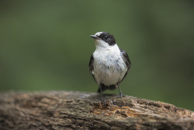 Collared Flycatcher - Ficedula albicollis