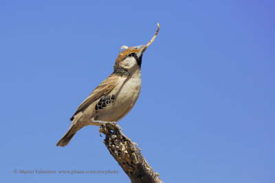 Sociable Weaver - Philetarius socius