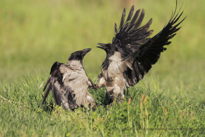 Hooded Crow - Corvus cornix