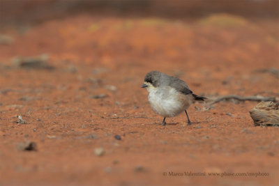 Southern Whiteface - Aphelocephala leucopsis