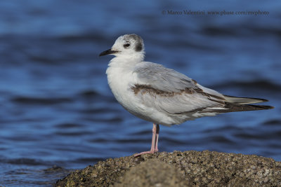 Bonaparte's Gull - Larus philadelphia