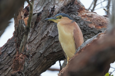 Nankeen Night-heron - Nycticorax caledonicus