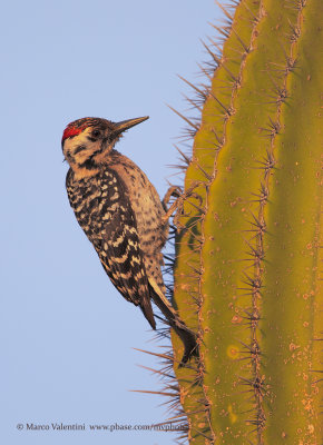 Ladder-backed Woodpecker - Picoides scalaris
