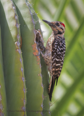 Ladder-backed Woodpecker - Picoides scalaris