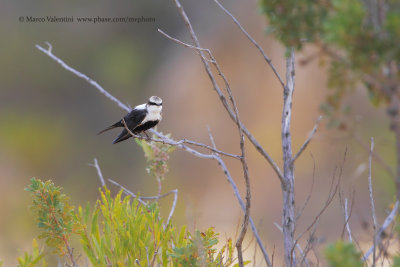 White-backed Swallow - Cheramoeca leucosterna