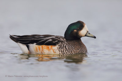 Chiloe Wigeon - Anas sibilatrix