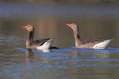 Greylag goose - Anser anser