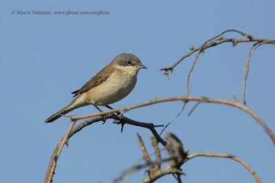 Lesser Whitethroat - Sylvia curruca