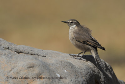 Buff-winged Cinclodes - Cinclodes fuscus