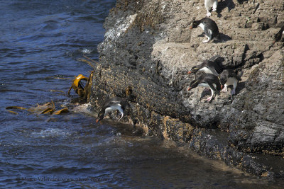 Southern Rockhopper Penguin - Eudyptes chrysocome