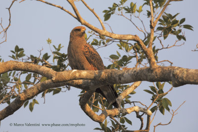 Savannah Hawk - Buteogallus meridionalis
