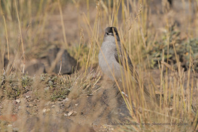 Black-fronted Ground-tyrant - Muscisaxicola frontalis